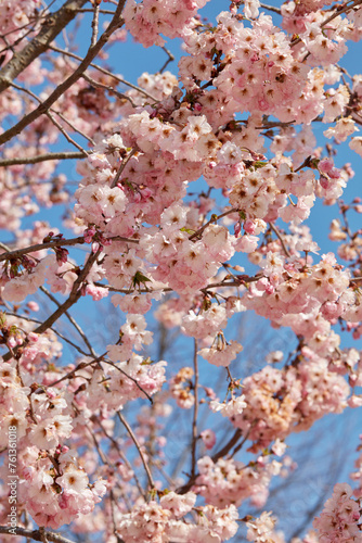Cherry tree blossom, twigs with pink flowers texture background in a sunny spring day, blue sky
