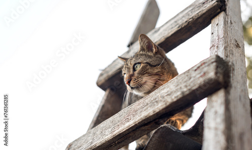 domestic cat of normal color sits on the roof next to the ladder on a white background