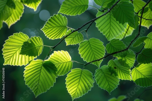 Bright spring greenery nature professional photography