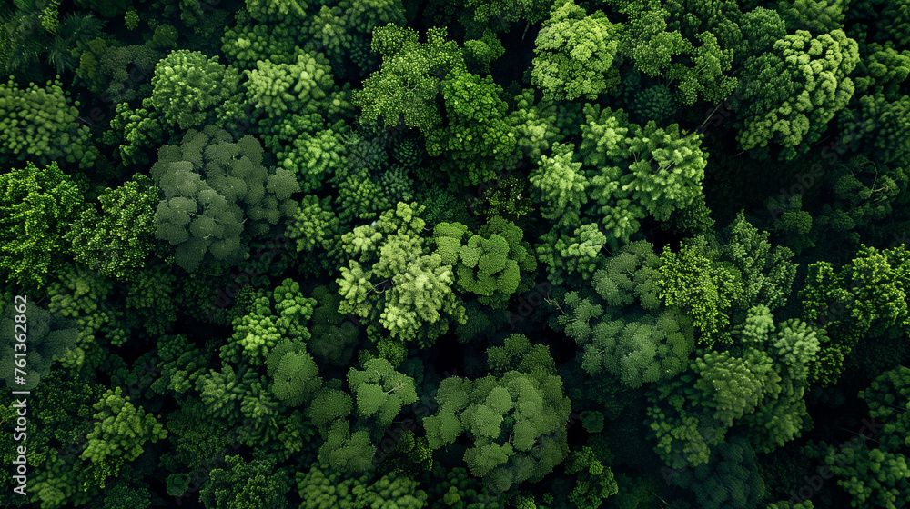 Overhead view of dense green foliage, ideal for backgrounds in eco and nature designs.