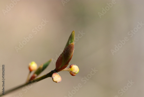 早春、クロモジの冬芽（花芽・葉芽、自然光＋ストロボ、マクロ接写撮影）