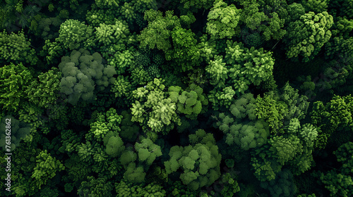 Overhead view of dense green foliage, ideal for backgrounds in eco and nature designs. © Vladimir