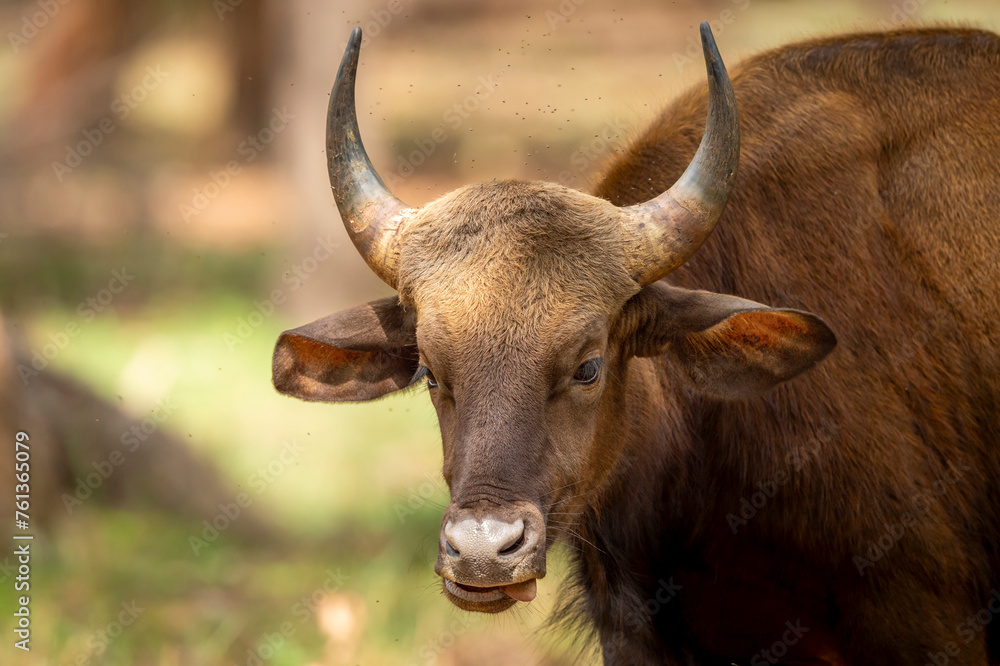 Gaur or Indian Bison or bos gaurus face closeup or fine art portrait in winter season evening safari at bandhavgarh national park forest or tiger reserve madhya pradesh india asia