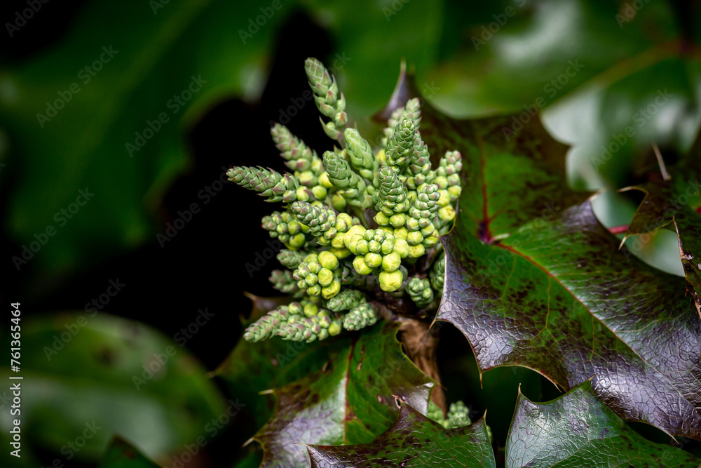 A mahonia shrub growing in the winter sunshine A mahonia shrub growing in the winter sunshine