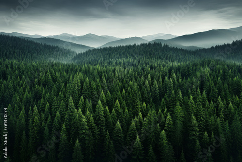 Forest with cloudy sky in background © vefimov