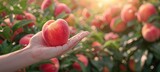 Hand holding ripe peach, blurred peach selection background with ample space for text placement