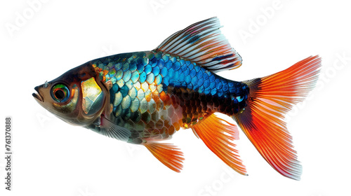 a tropical fish with colorful scales isolated on transparent background, png file