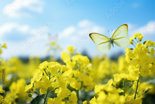 Butterfly is flying in field of yellow flowers © vefimov