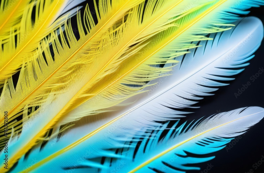 Fototapeta premium white feathers on blue background