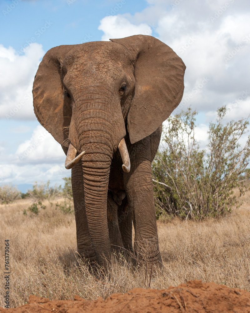 big elephant in the savannah of Africa