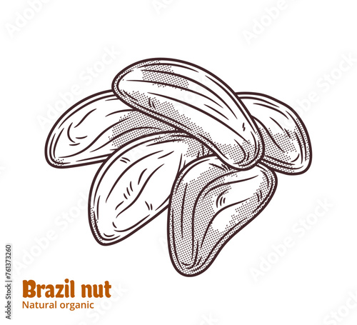 Vector brazil nut illustration