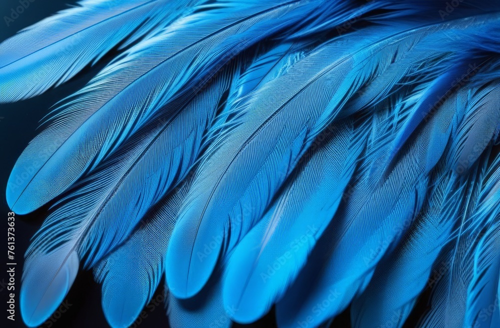 Obraz premium blue feathers