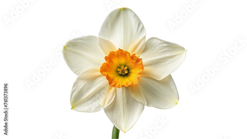 Narcissus flower. isolated on transparent background.