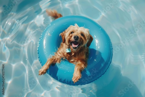 laughing smiling exited dog in swimming pool floating on swimming ring top view