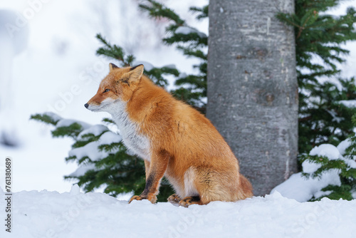 冬のモフモフ天使で可愛いキタキツネ（北海道）