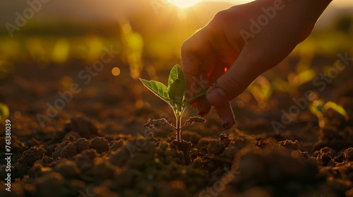 Planting Seedling in Golden Hour