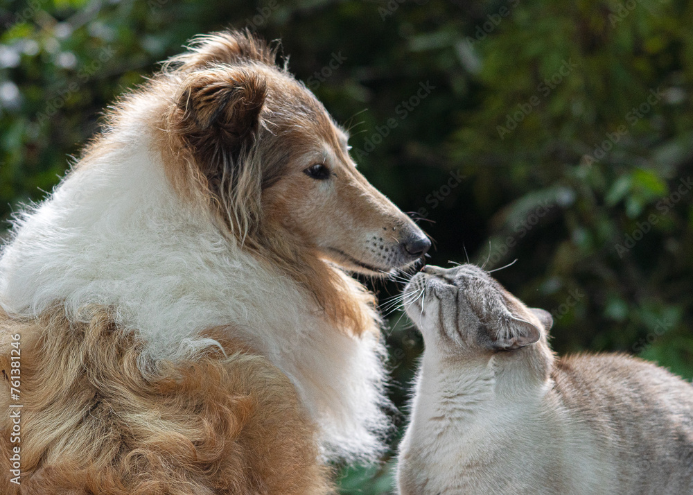 Snow bengal cat and collie dog close up portrait nose to nose Snow bengal cat and collie dog close up portrait nose to nose