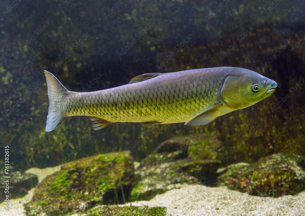 Grass Carp (Ctenopharyngodon idella), captive Grass Carp (Ctenopharyngodon idella), captive