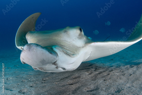  Bull ray (Aetomylaeus bovinus), Tenerife, Canary Islands. photo