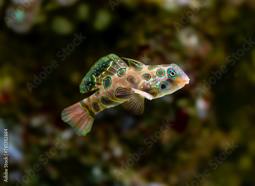  picturesque dragonet (Synchiropus picturatus) is a brightly colored member of the dragonet family native to the Indo-West Pacific
