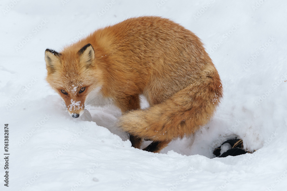 Obraz premium 冬のモフモフ天使で可愛いキタキツネ（北海道）