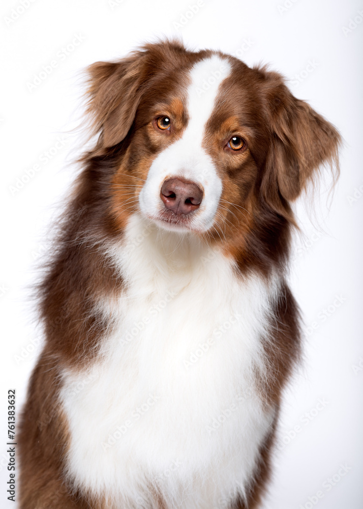 Hund Australian Shepherd stitzend red tri color studio frontal