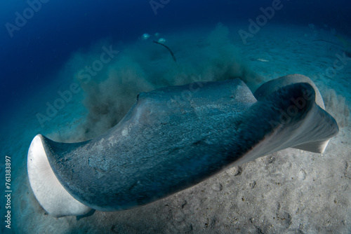 Round stingray, Taeniura grabata in Tenerife, Canary Islands, Spain. photo