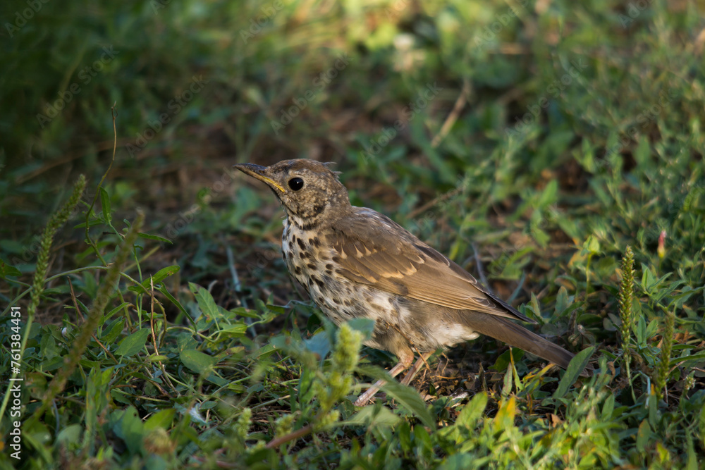 The singing thrush (Turdus philomelos) The singing thrush (Turdus philomelos)
