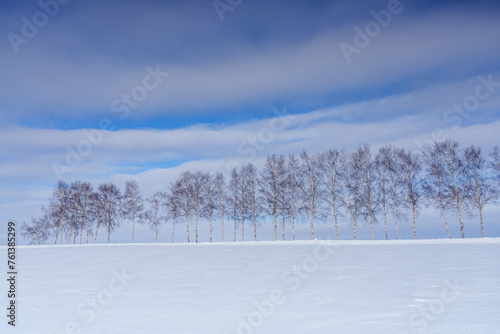 美瑛　雪原と白樺並木　真冬の絶景北海道観光 © ibuki