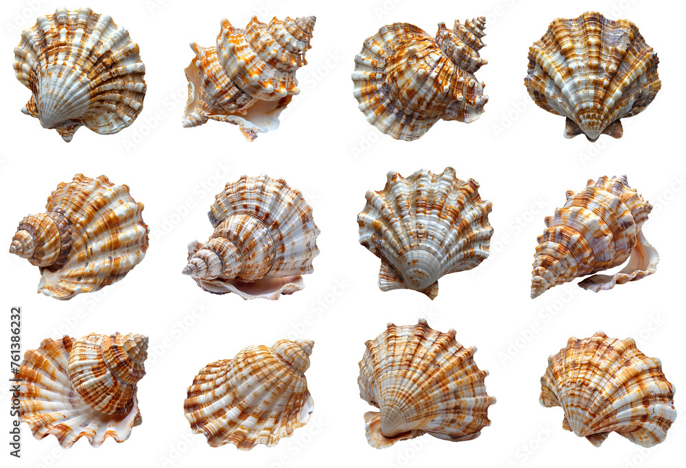 Seashell set PNG. Set of sea water shells PNG. Seashell PNG. Sea shell isolated. Salt water shell PNG. Seashell top view PNG. Sea shell flat lay isolated Seashell set PNG. Set of sea water shells PNG. Seashell PNG. Sea shell isolated. Salt water shell PNG. Seashell top view PNG. Sea shell flat lay isolated
