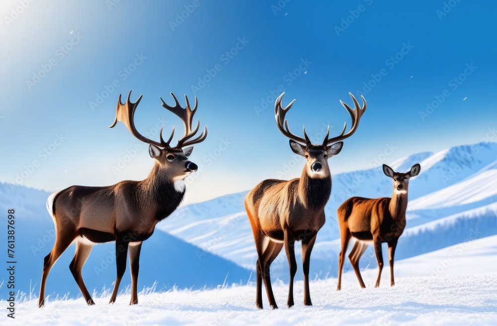 deer in the snow deer in the snow