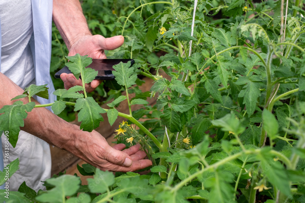 Senior man using smartphone to monitor growth in a lush tomato greenhouse, blending tradition with modern tech, ideal for articles on innovative agriculture Senior man using smartphone to monitor growth in a lush tomato greenhouse, blending tradition with modern tech, ideal for articles on innovative agriculture