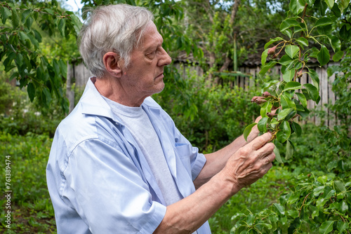 With intent and expertise, an elderly gardener gently examines the buds of a pear tree, surrounded by the lush greenery of his well tended garden photo