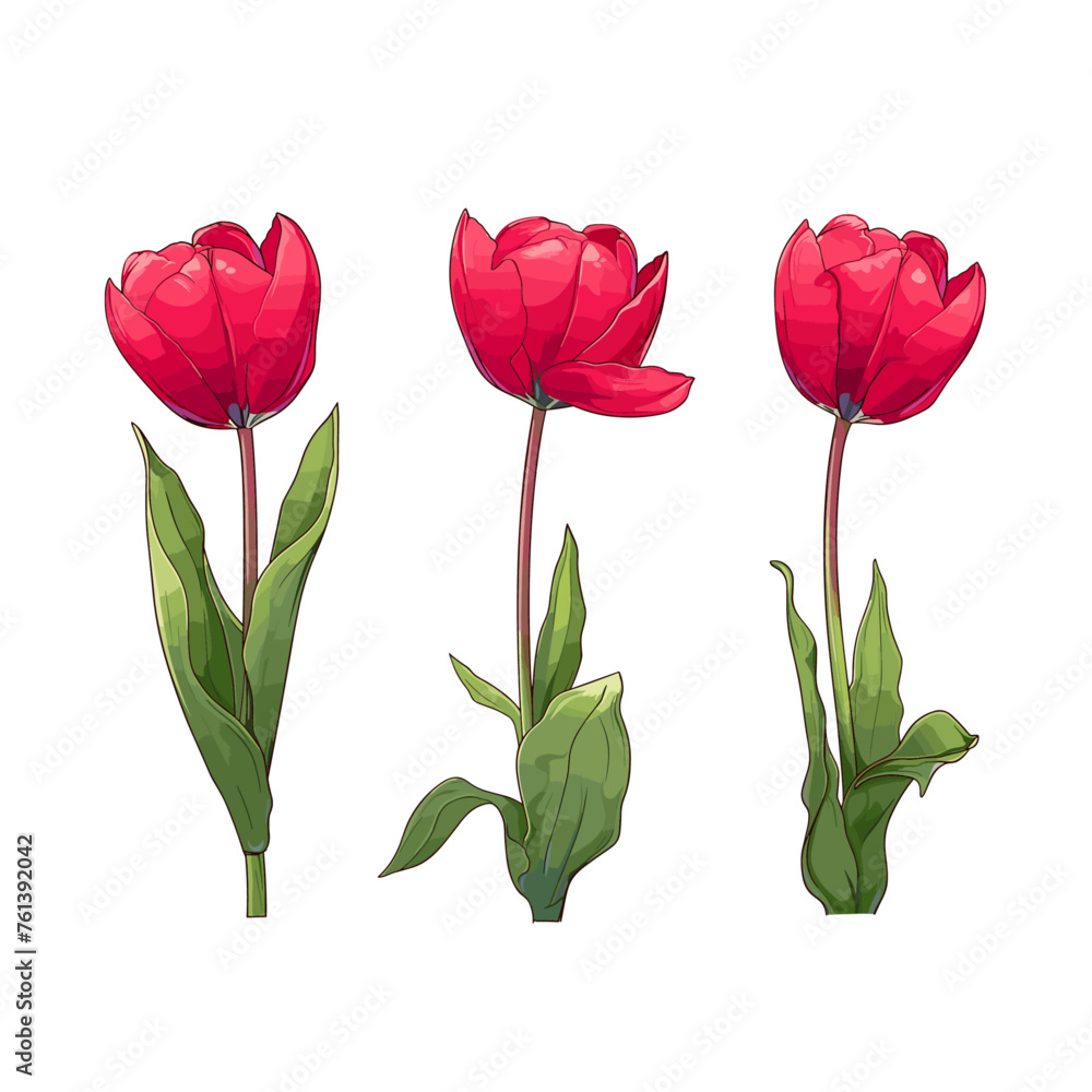 Obraz premium Red tulip flowers collection. Set of spring and summer flowers painting isolated on white background. Vector illustration