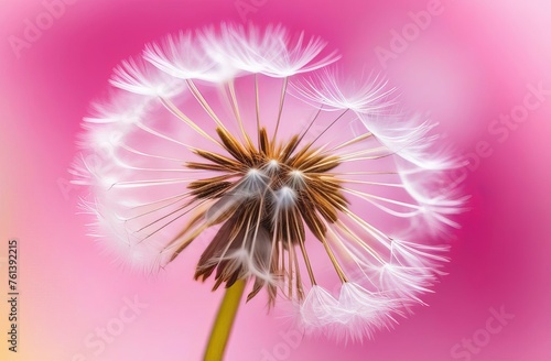 dandelion on a pink background