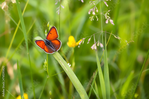 Purple-edged Copper butterfly (Lycaena hippothoe) in the meadow.