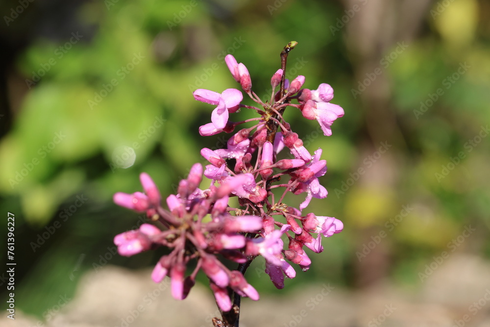 blossoms of Cercis siliquastrum (Judas tree) in spring blossoms of Cercis siliquastrum (Judas tree) in spring