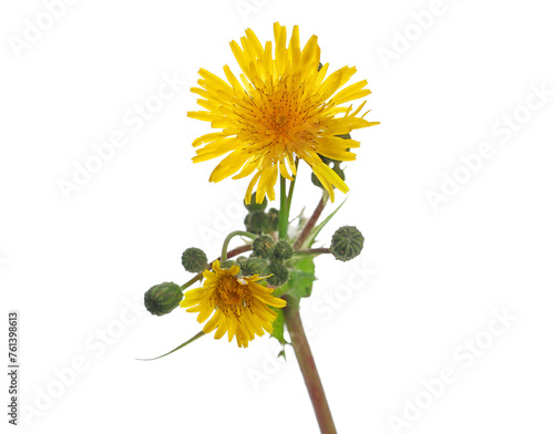 Dandelion fresh yellow flowers with stem an bud isolated on white, clipping  © dule964
