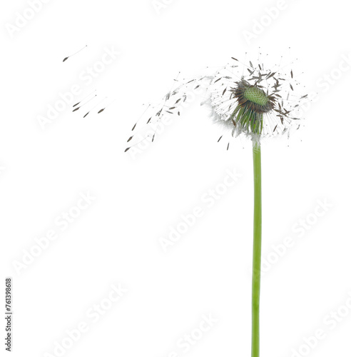 Dandelion spores blowing isolated in white 