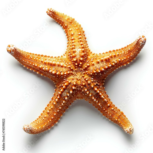 Starfish isolated on white background with shadow. Sea star isolated. Starfish top view. Sea star flat lay