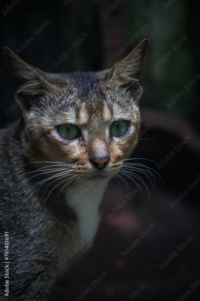 close up of a cat