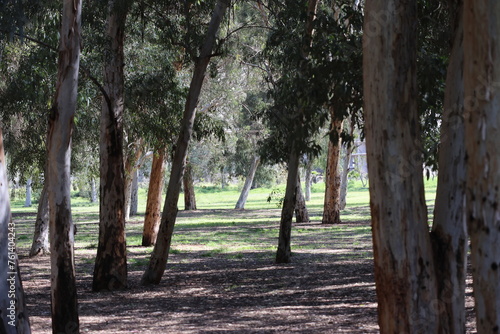 eucalyptus trees in a park photo