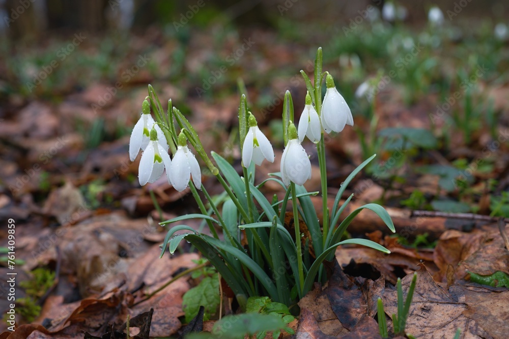 Close up photo of the common snowdrop (Galanthus nivalis) with blurry background. Close up photo of the common snowdrop (Galanthus nivalis) with blurry background.