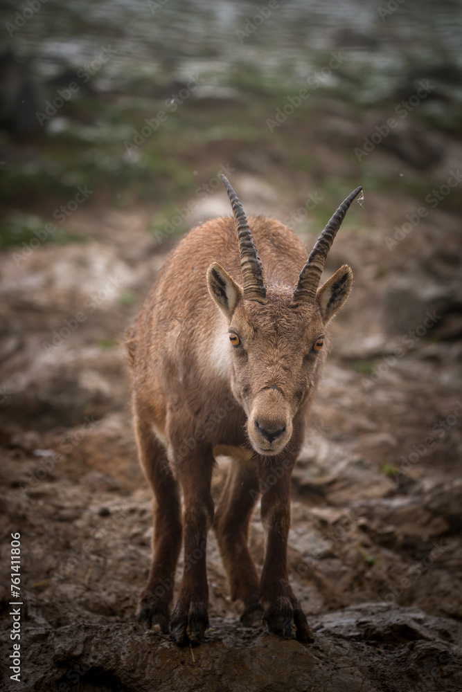 a alpine ibex female in the alps, the Hohe Tauern national park in austria, at a rainy spring day a alpine ibex female in the alps, the Hohe Tauern national park in austria, at a rainy spring day