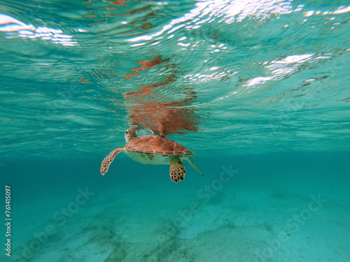 Green Sea Turtle in Caribbean Sea near Akumal Bay Mexico