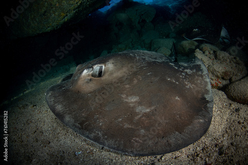 Wallpaper Mural Round stingray, Taeniura grabata inside the cavern in Tenerife, Canary Islands, Spain. Torontodigital.ca