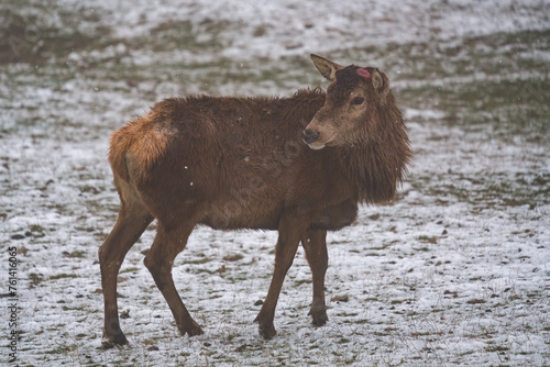 Photography a red deer, cervus elaphus, is losing his antlers at a snowy spring day