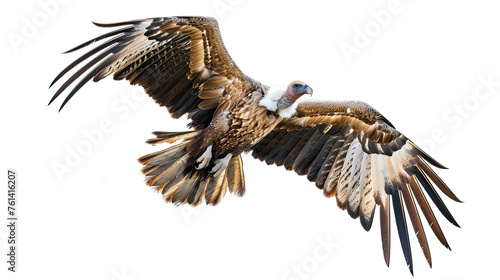 Vulture Animal isolated on white background