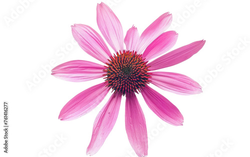 Nature s Charm  Coneflower Echinacea Generative AI