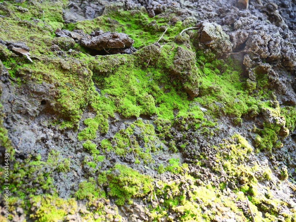 Green moss on wet soil near a waterhole in an orchard
